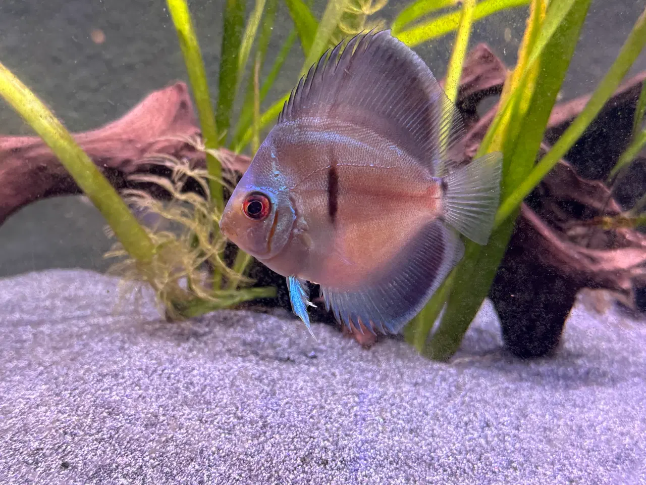 Billede 2 - Blue diamond discus