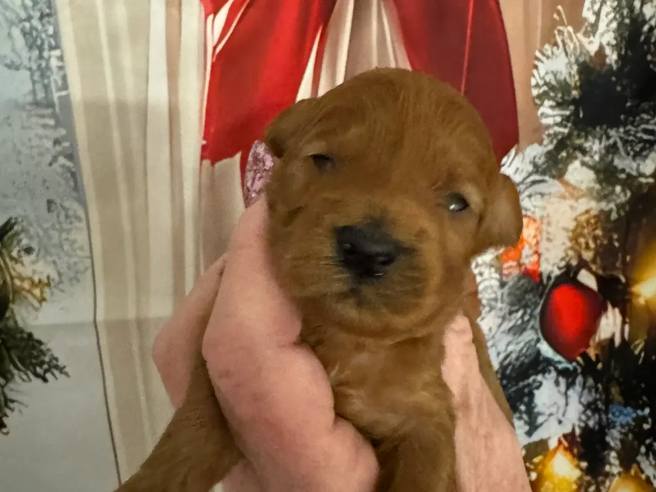 Billede 8 - Maltipoo før jul ? 