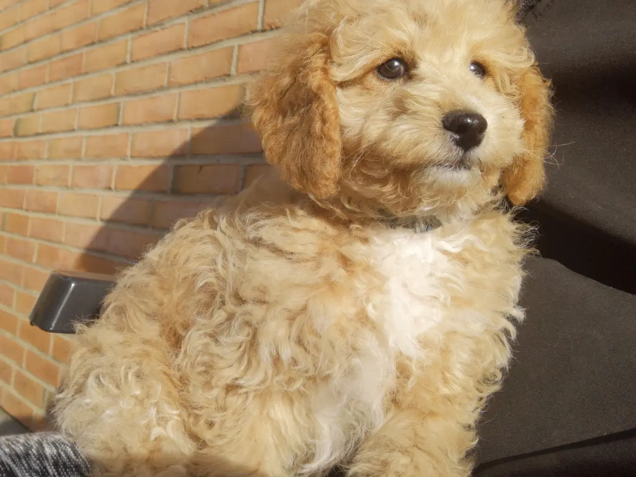 Billede 4 - Cavapoo hvalp