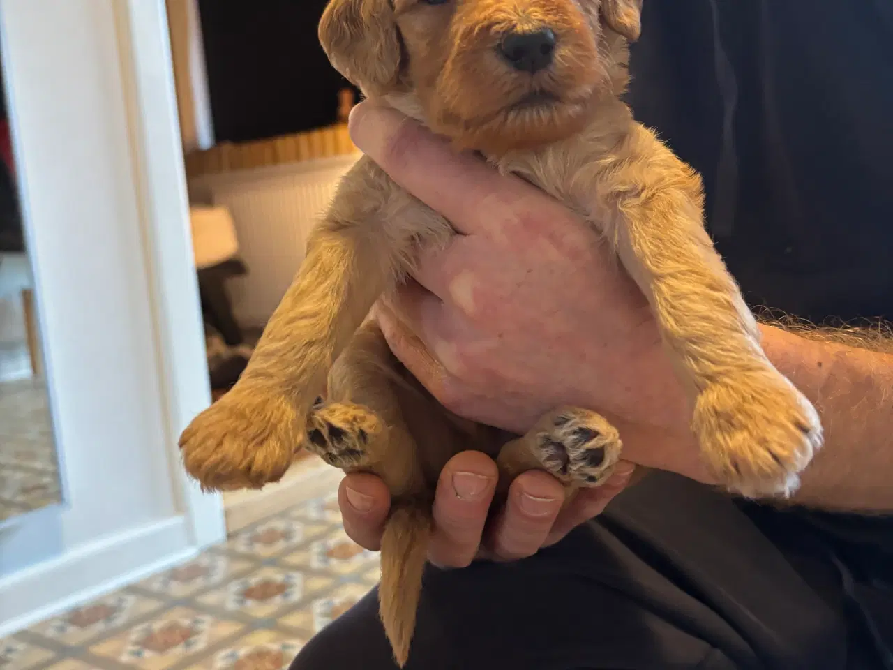 Billede 5 - Labradoodle F1b