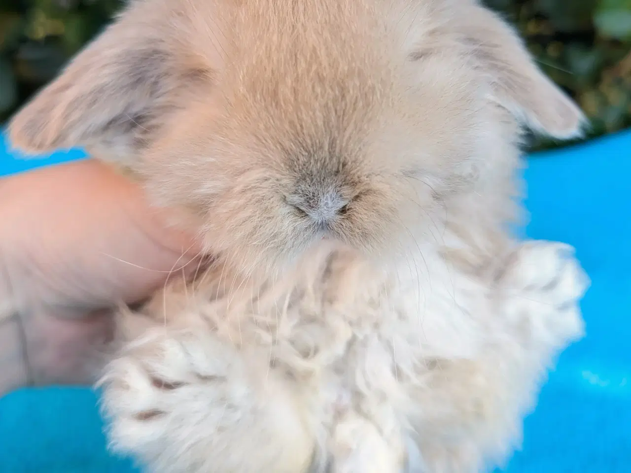 Billede 7 - Minilop kaninunge sælges 