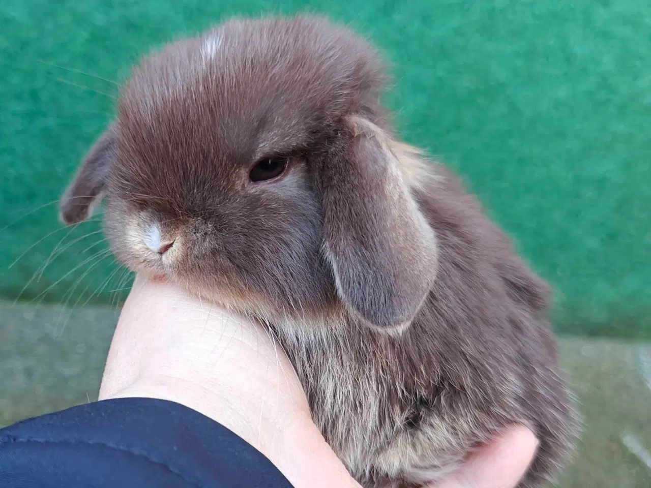 Billede 8 - Minilop hanunge