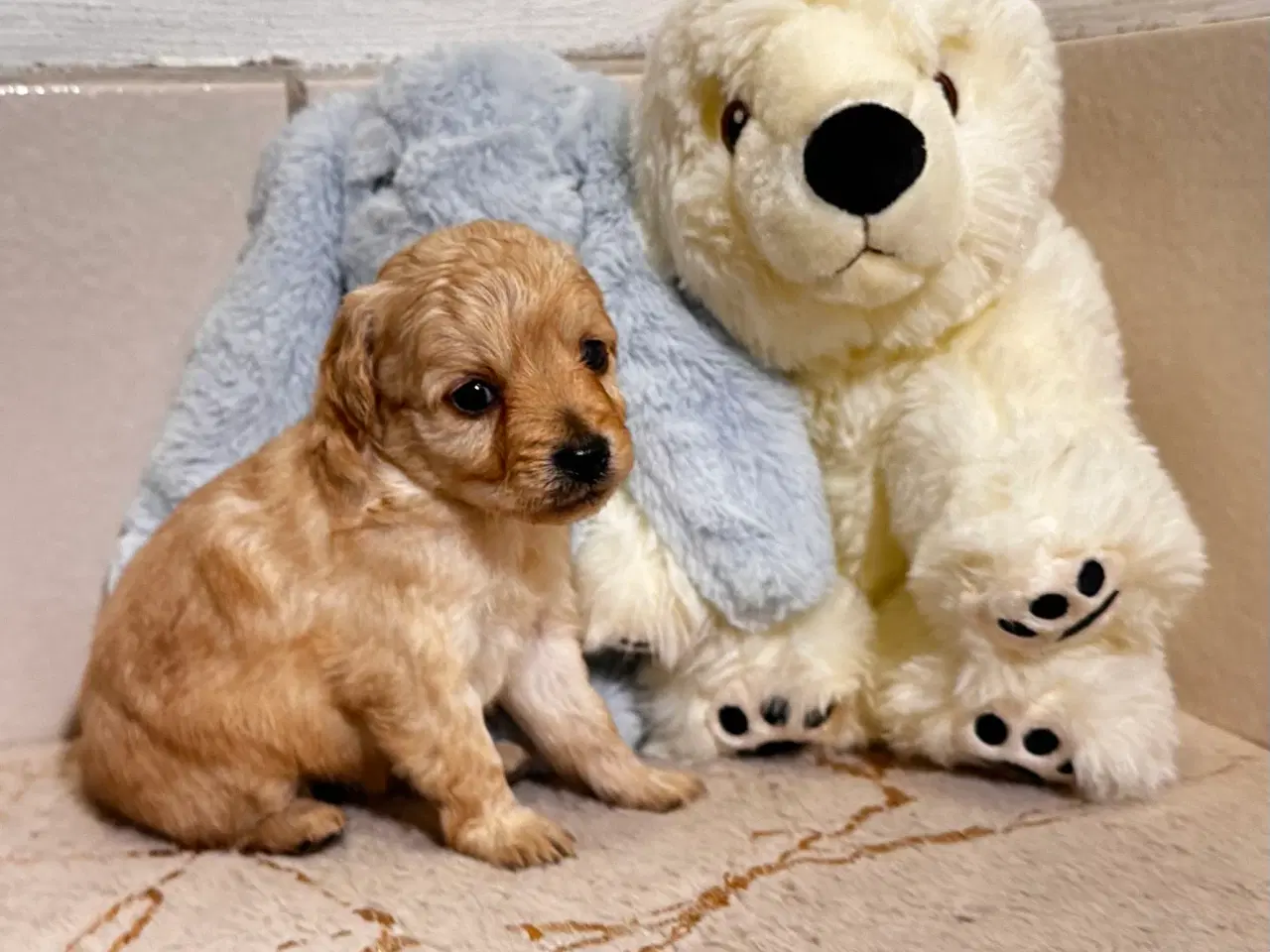 Billede 7 - Cavapoo F2B