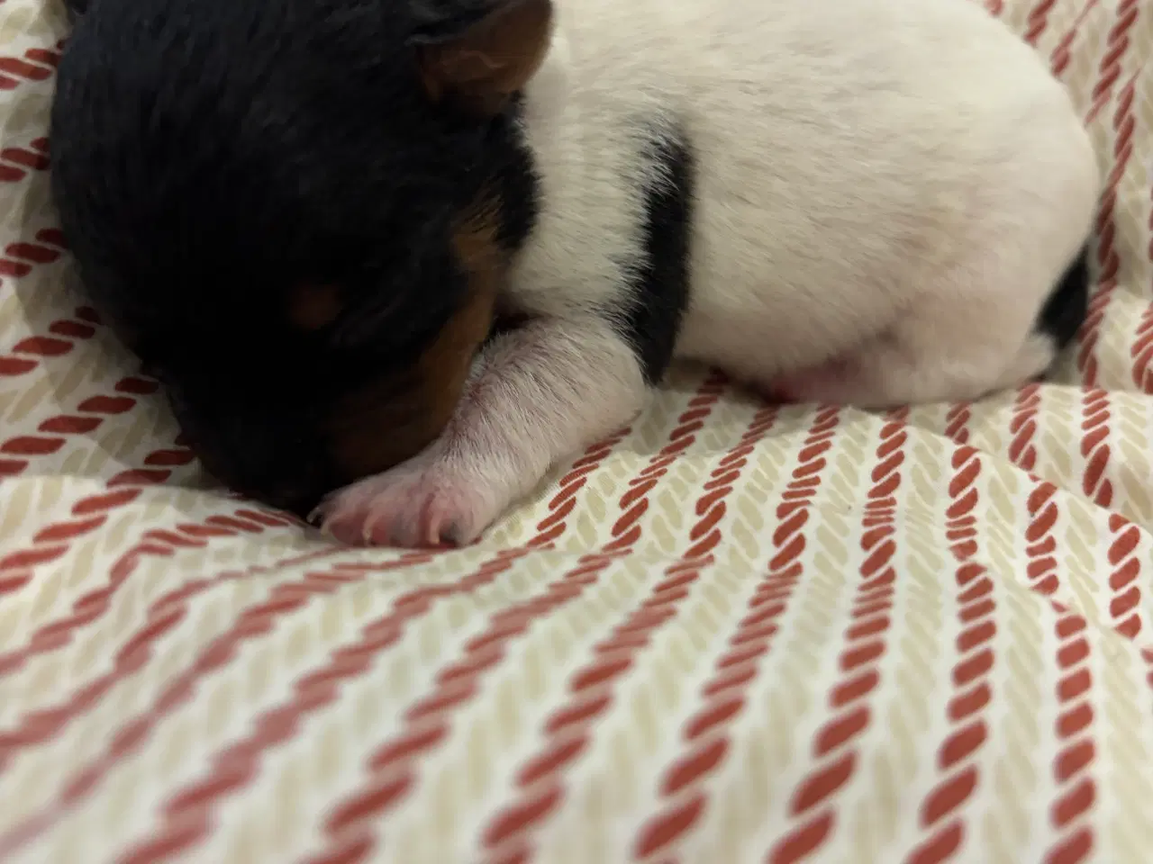 Billede 2 - Jack russel terrier hvalpe