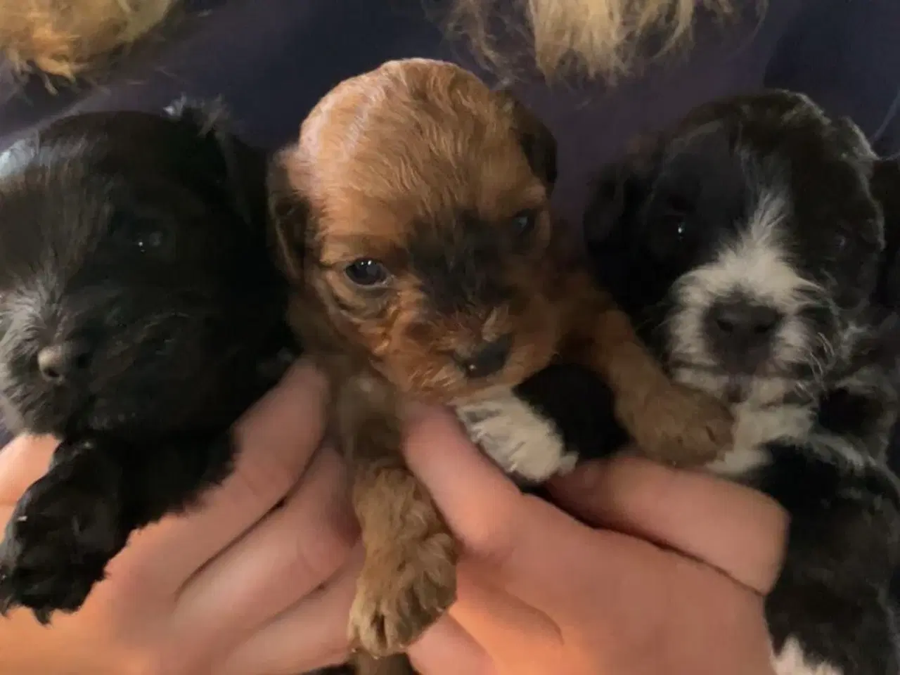 Billede 10 - Hundehvalp Yorkshire terrier/Dværgpuddel