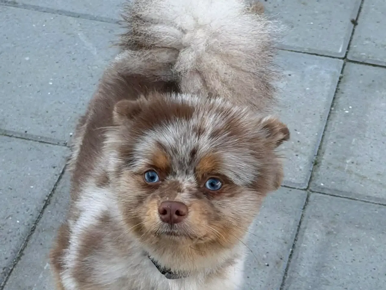 Billede 9 - 🐾 Pepsi søger sit for evige hjem 🐾