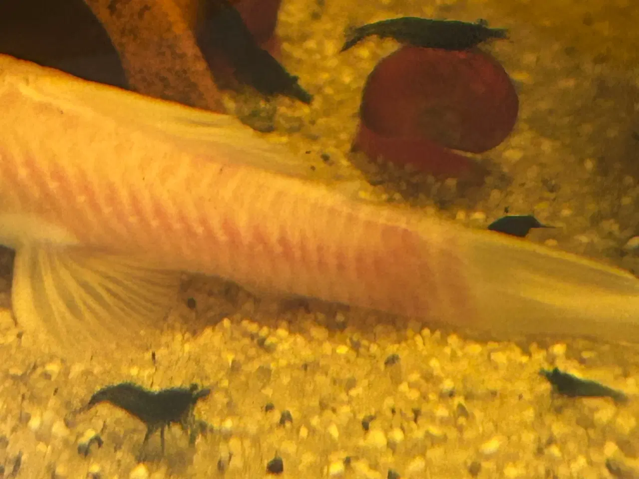 Billede 2 - 🦐💎 Blue Diamond reje– kraftig blå farve | GLS