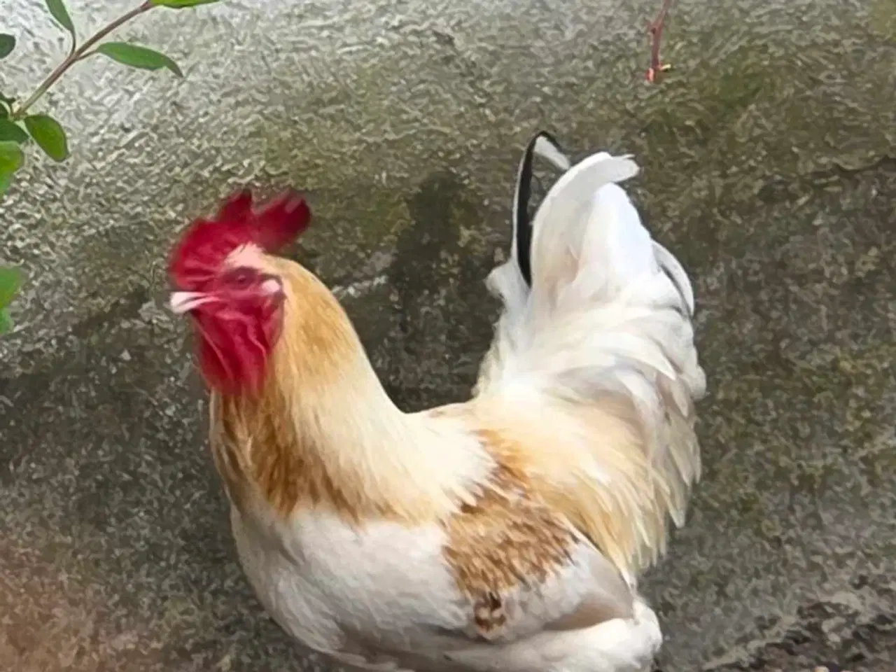 Billede 1 - HANEAÆOS 