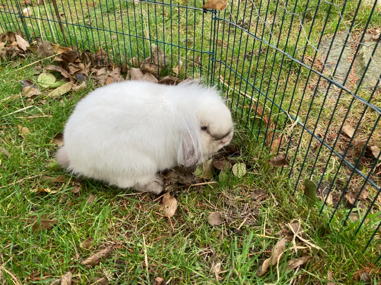 Billede 3 - Olliver søger et kærligt hjem