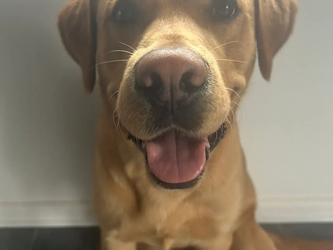 Billede 2 - Bl. Labrador søger ny Familie