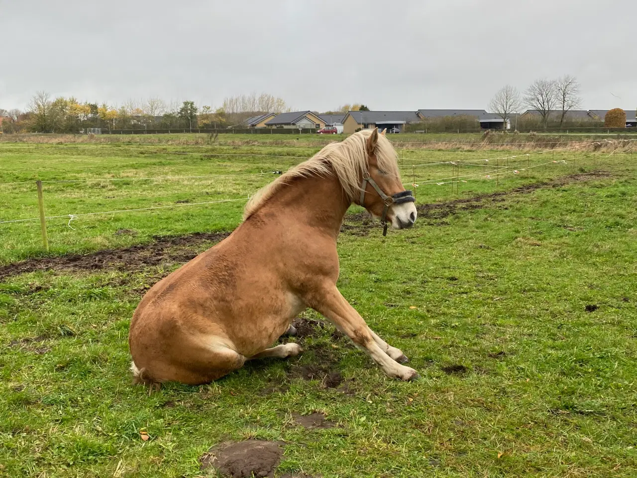 Billede 6 - Haflinger Vallak