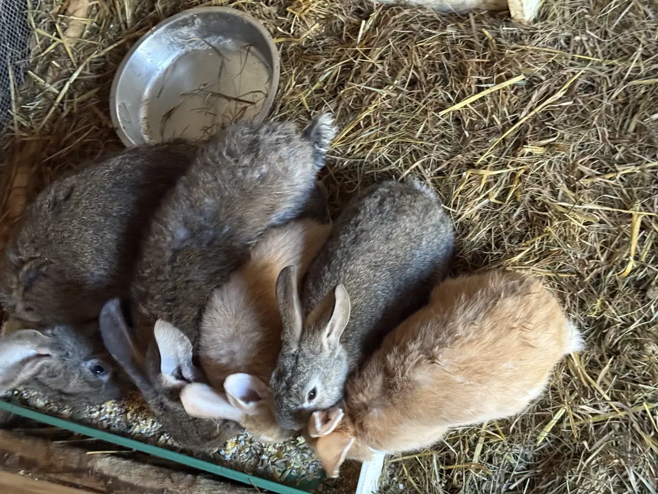 Billede 2 - Kaniner