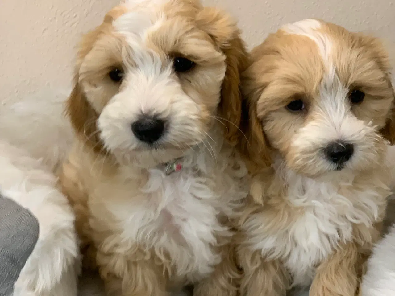 Billede 17 -  Maltipoo dreng er rejse klar nu!