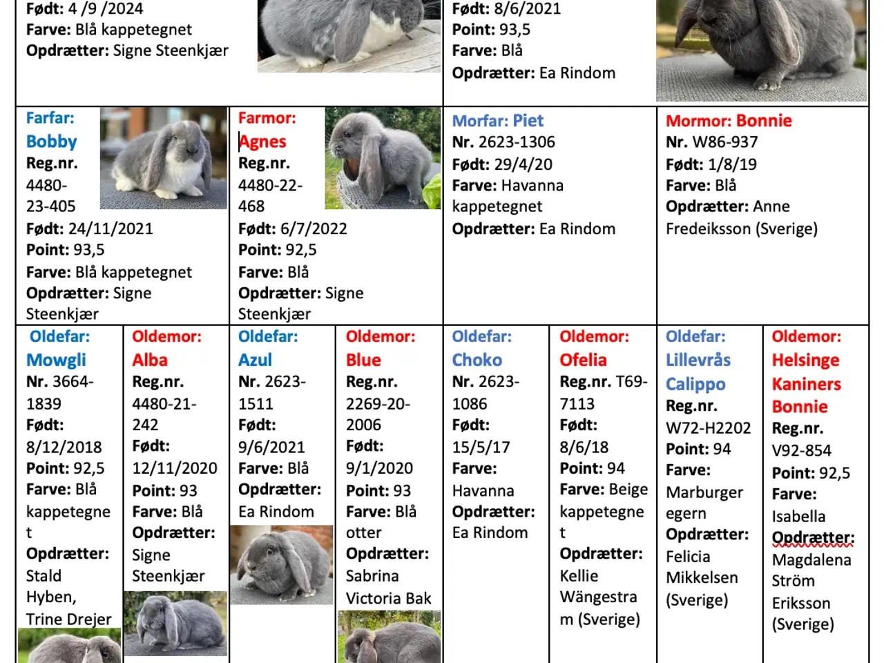 Billede 8 - FRANSK VÆDDER HUN BLÅ