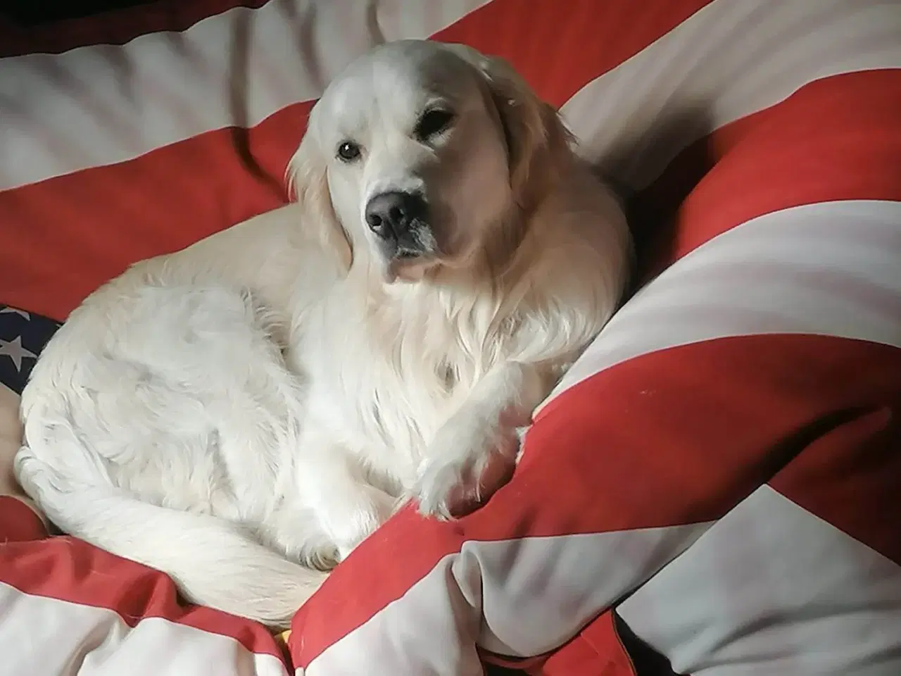 Billede 3 - Golden udlånes til avl