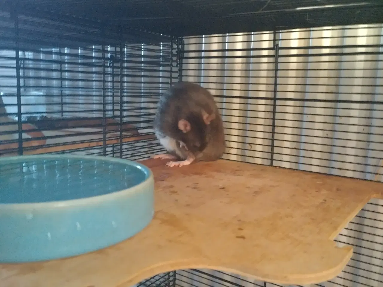 Billede 10 - Tamrotter (4 Drenge),(2 Piger)