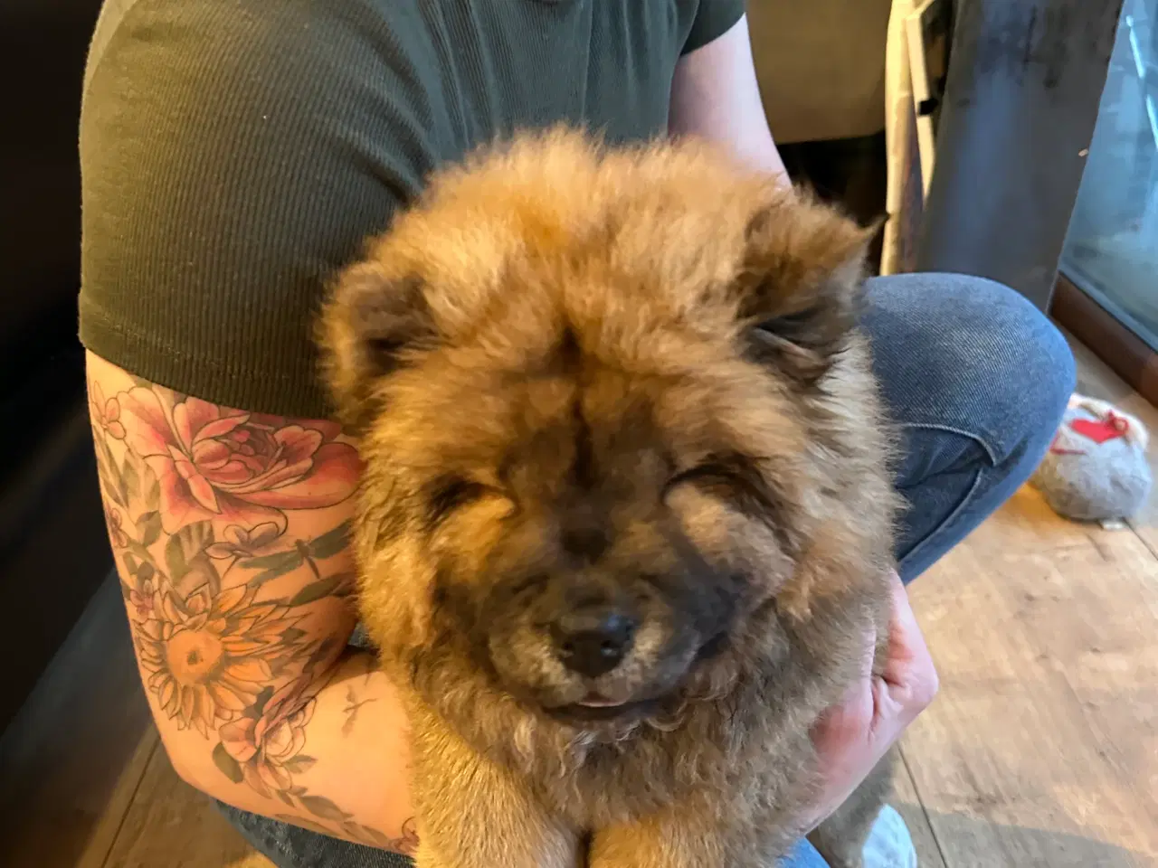 Billede 5 - Chow chow Hvalpe pige