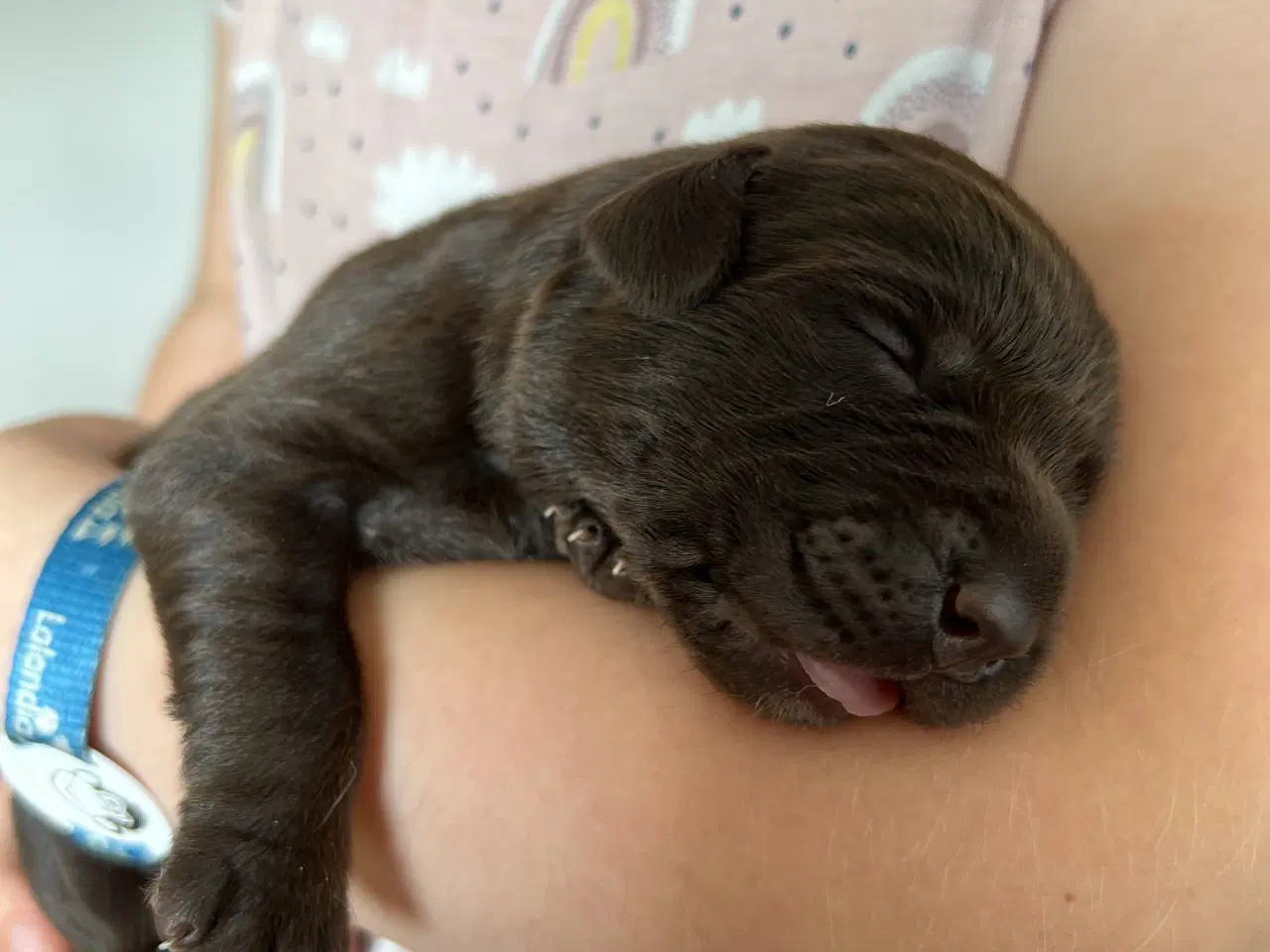 Billede 3 - Brune labrador hvalpe