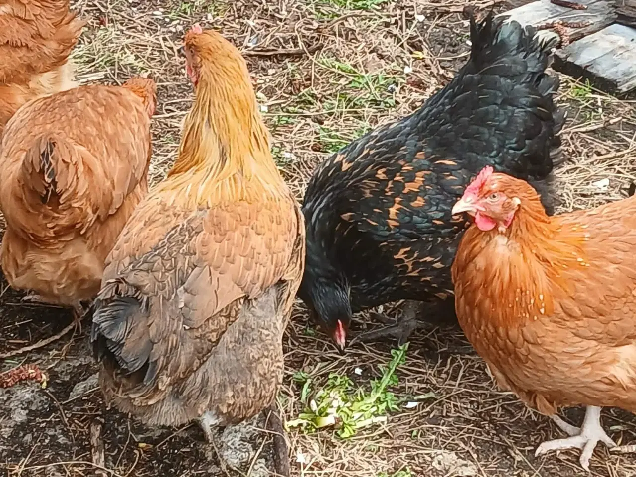 Billede 7 - Hønniker af store æglæggereø