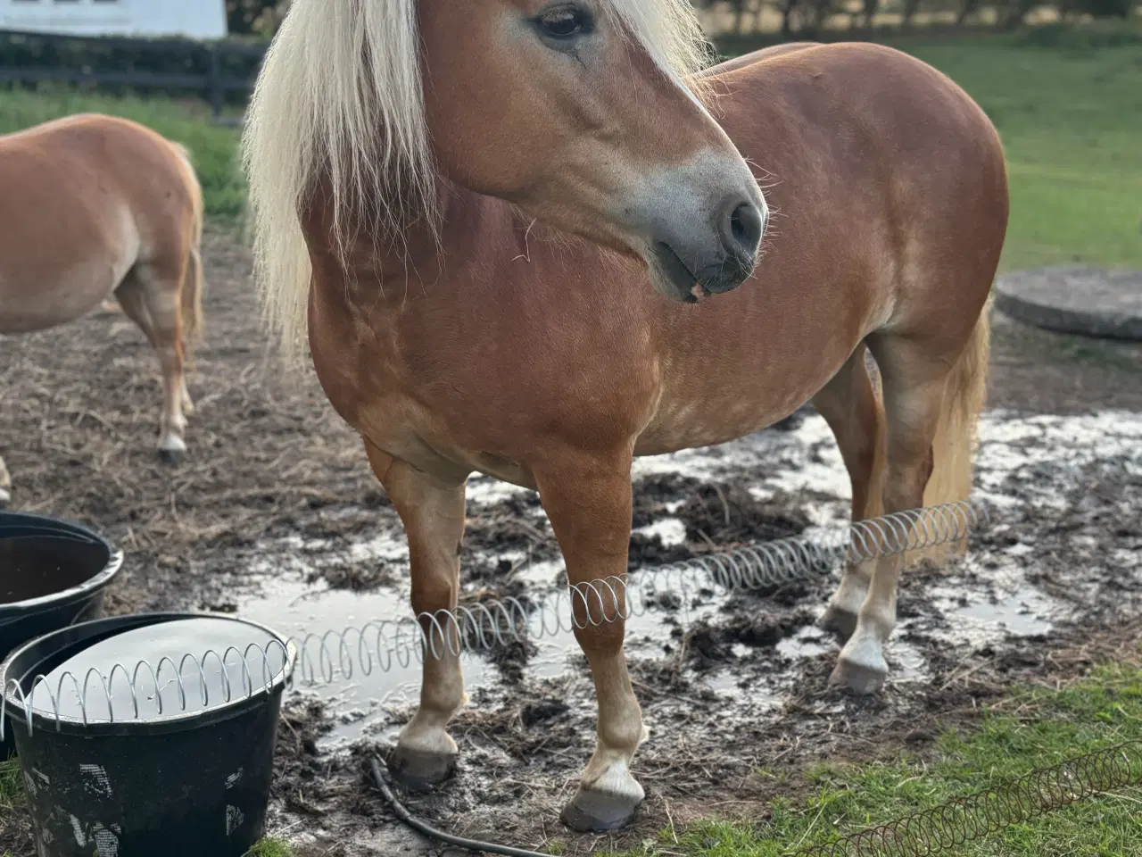 Billede 2 - Haflinger Hoppe 