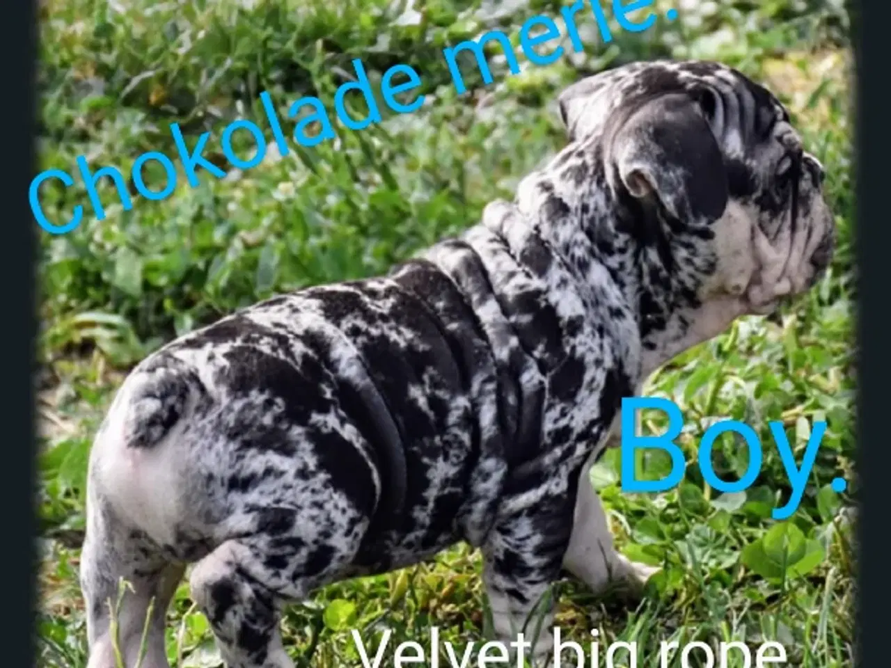 Billede 3 - Fransk bulldog 