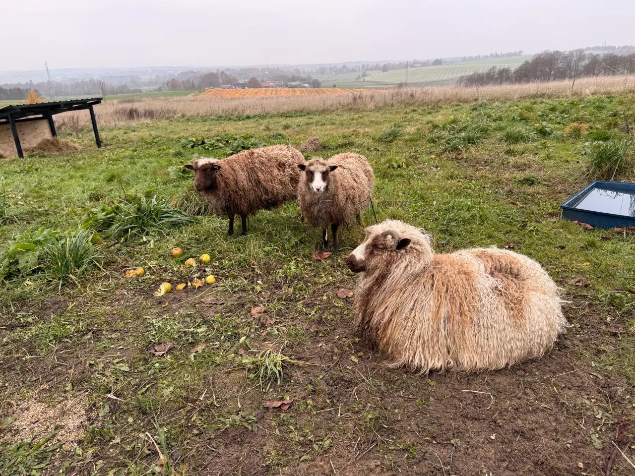 Billede 2 - Spælsau vædder fra 2025