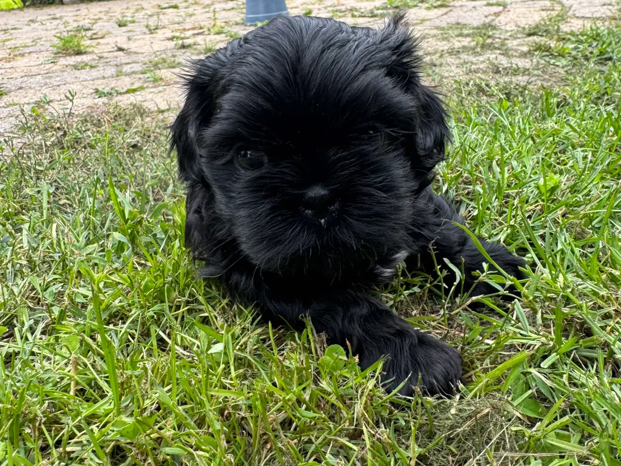 Billede 15 - Shih Tzu hvalp - Alfred 