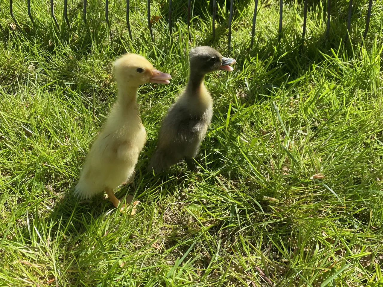 Billede 1 - Rugeæg fra løbeænder