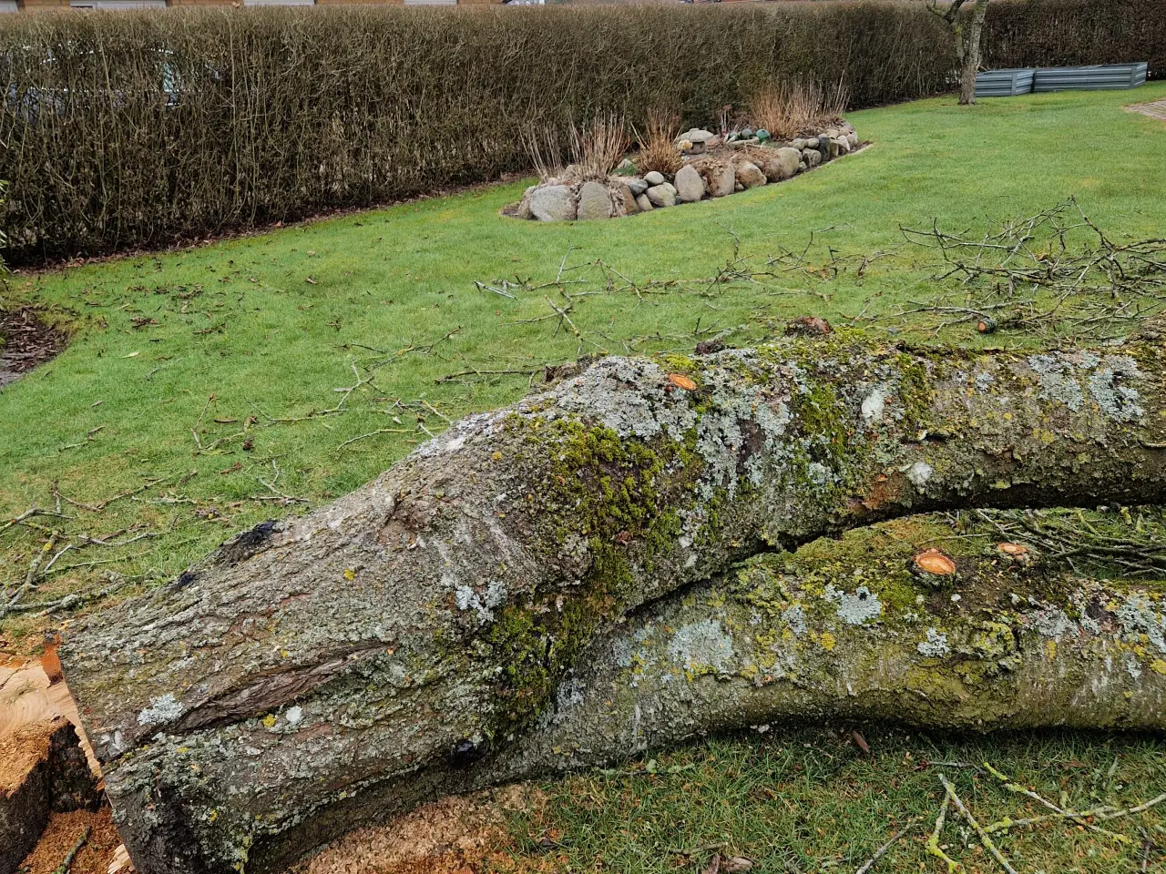 Billede 5 - Frisk blommetræ til trædrejning og lignende