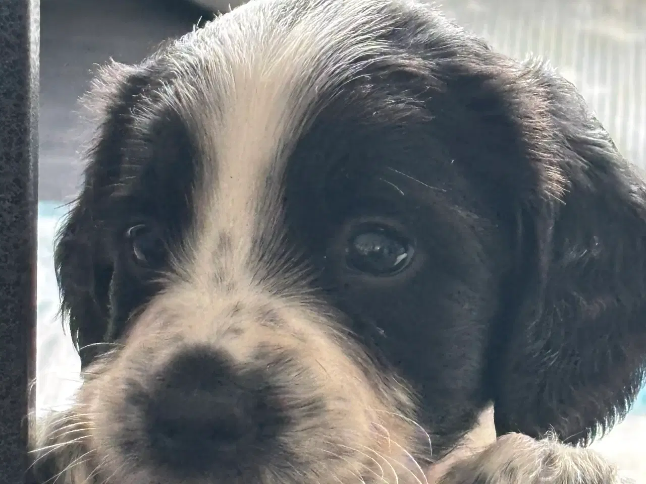 Billede 5 - Ft springer spaniel 