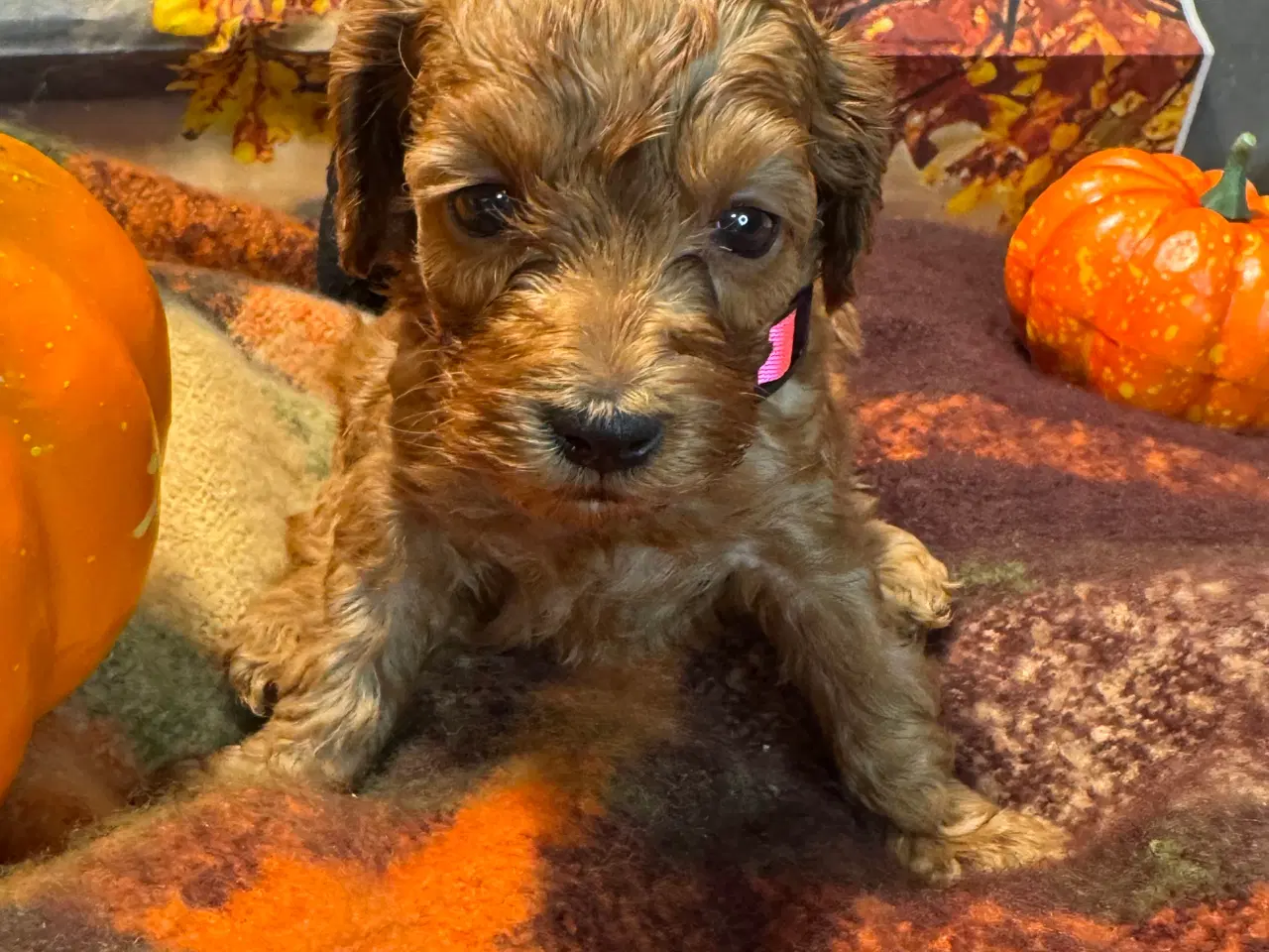 Billede 3 - Mini Amerikansk Cockapoo