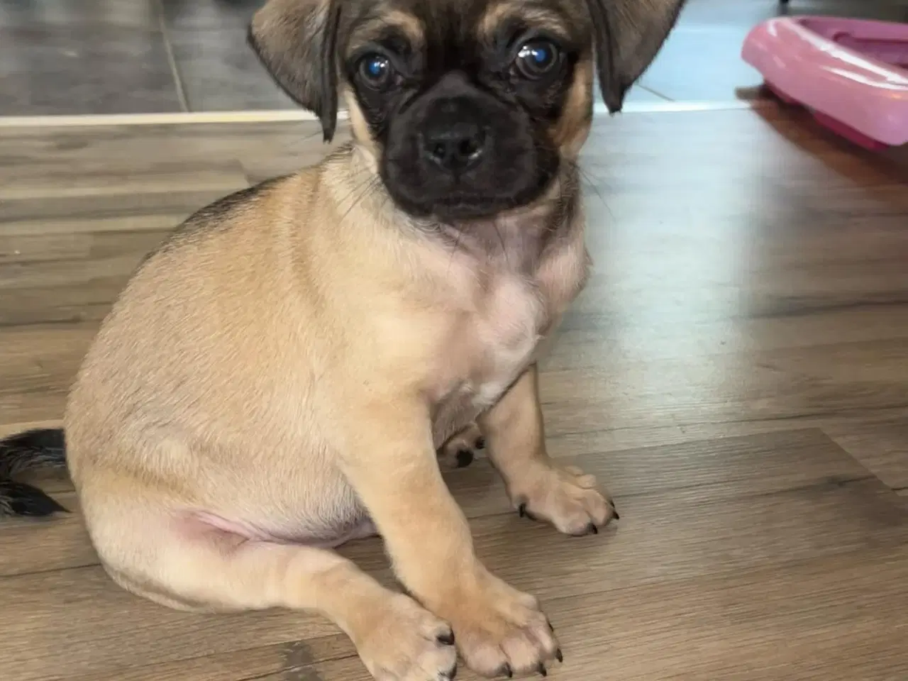 Billede 4 - Mops mix hvalpe