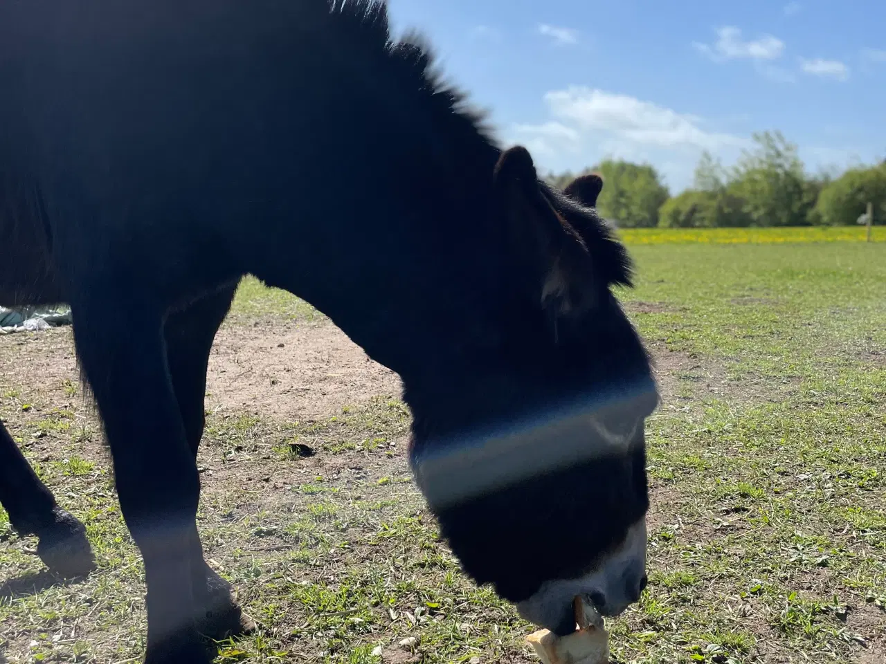 Billede 6 - Æsel hingst 
