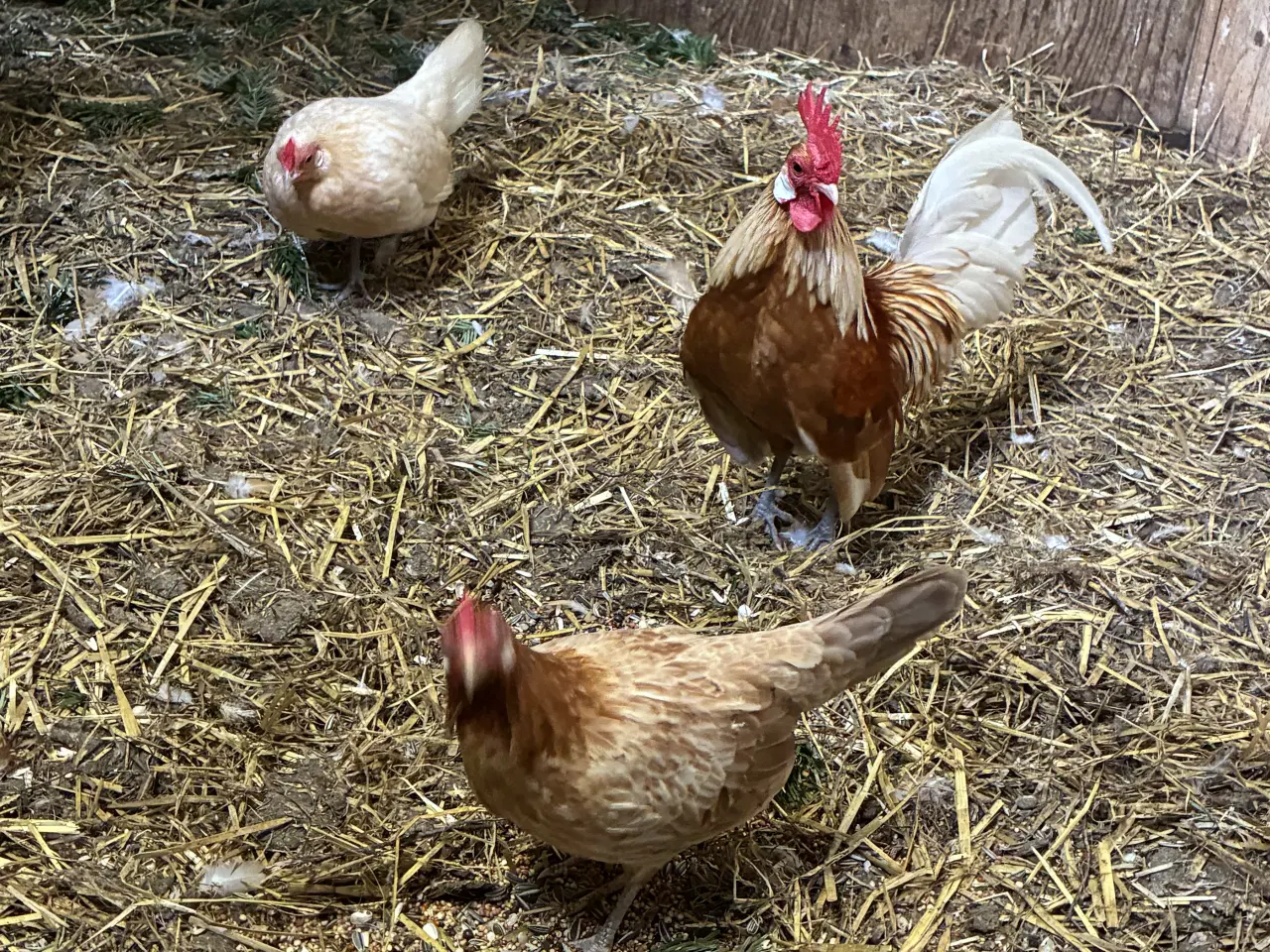 Billede 1 - Hollandske dværghøns 