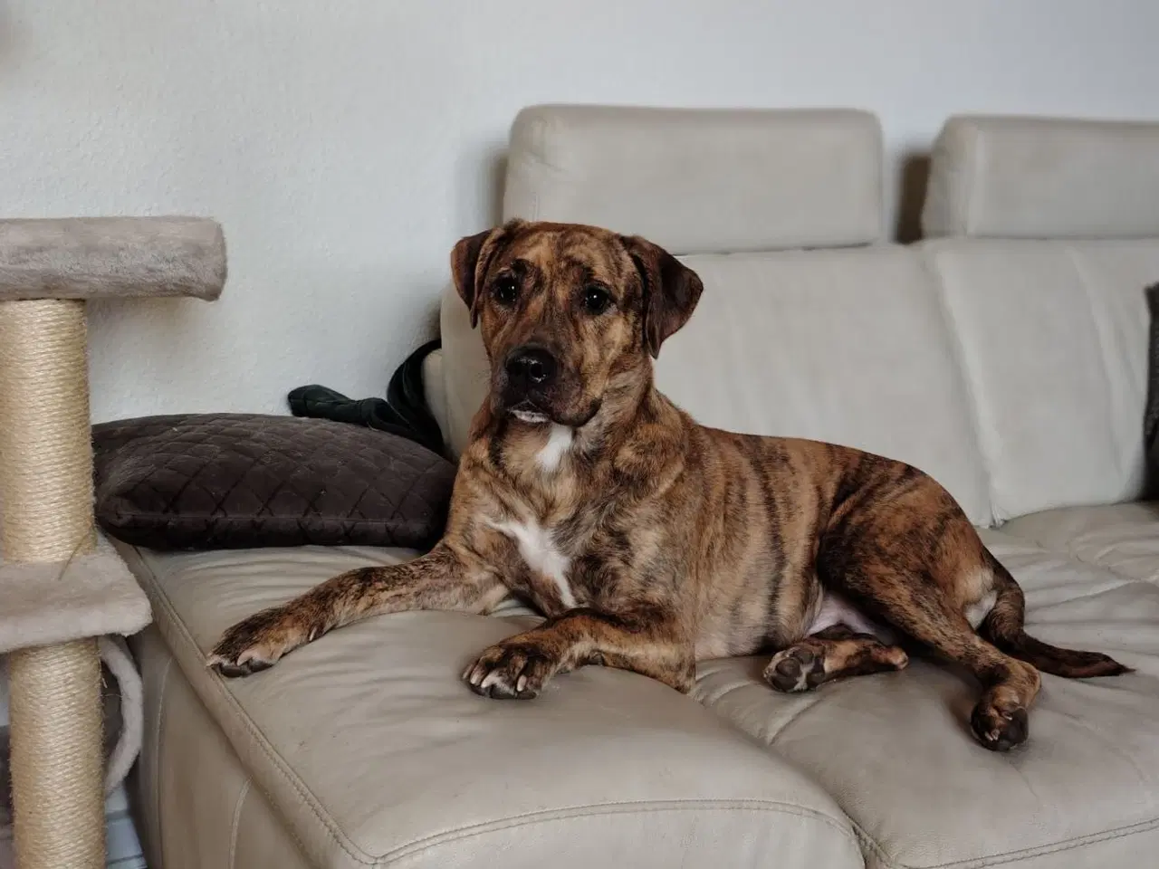 Billede 1 - Labrador Tæve 🐾