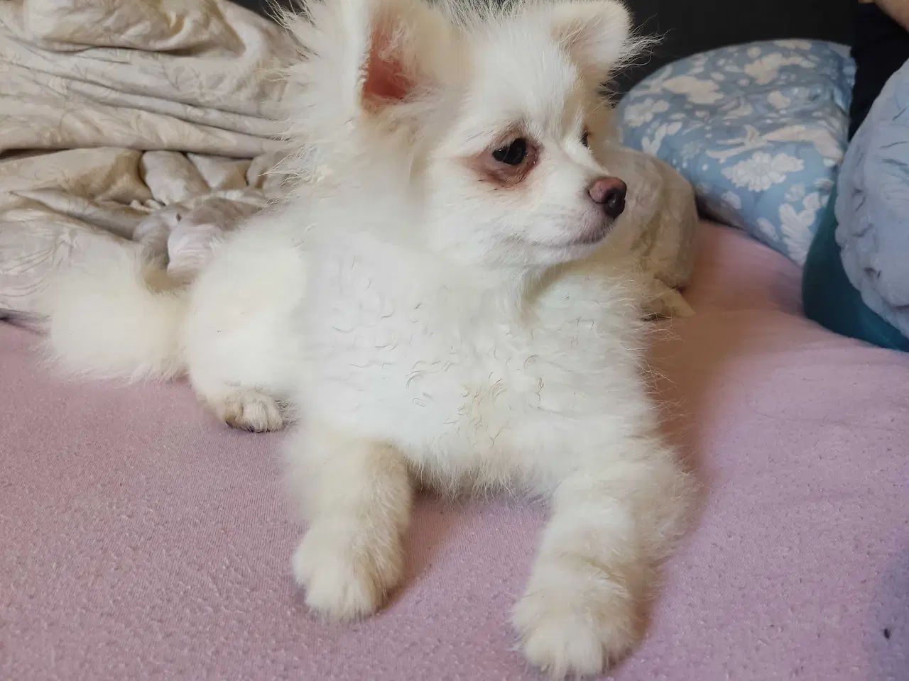 Billede 10 - Mini Pomeranian 