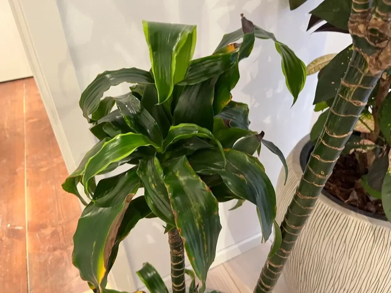 Billede 4 - 2 Planter