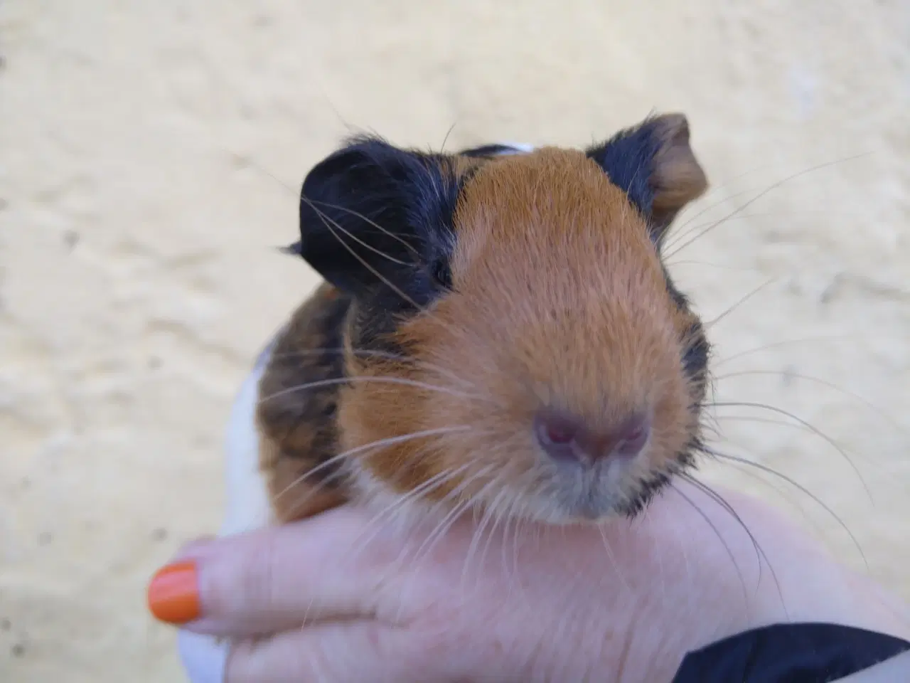 Billede 1 - 2 Hun unger, veninder