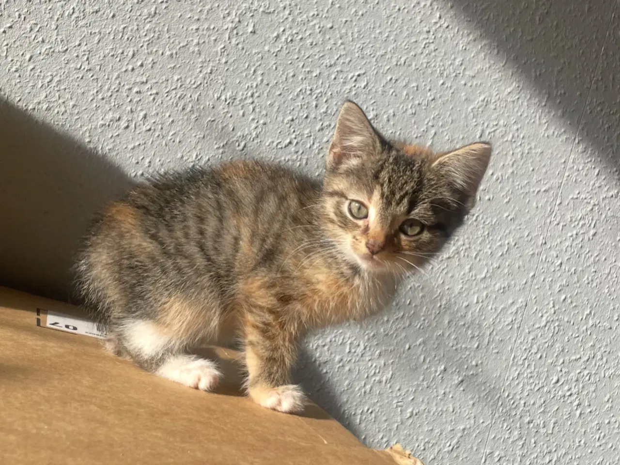 Billede 2 - To fine piger søger hjem eller stald.