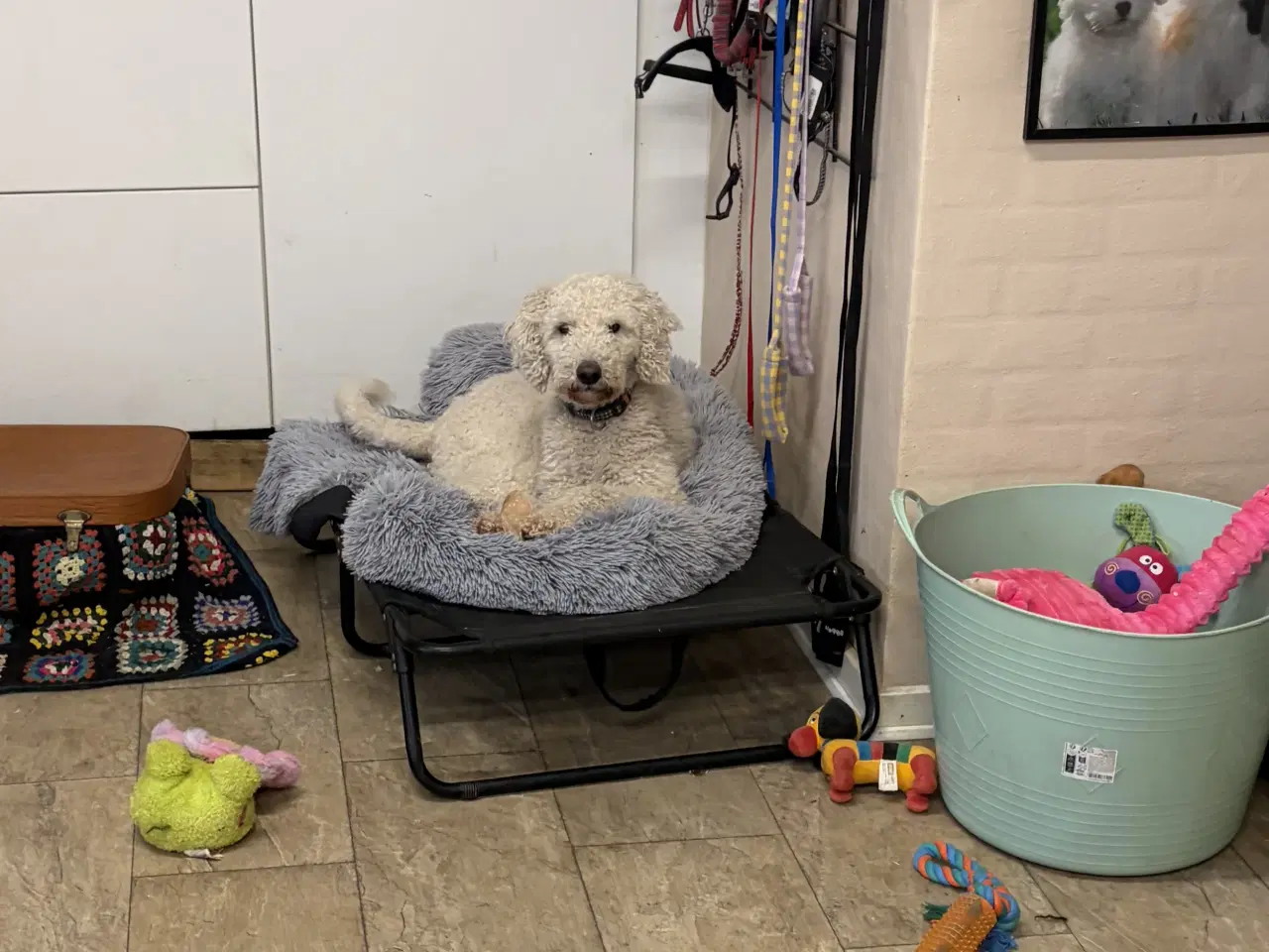 Billede 3 - 2 mellem puddel piger 