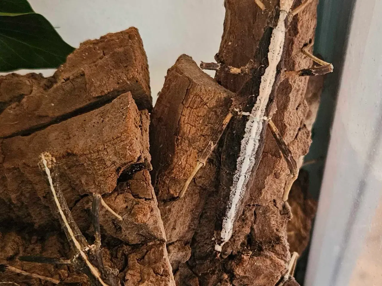 Billede 2 - Vandrende pinde sælges