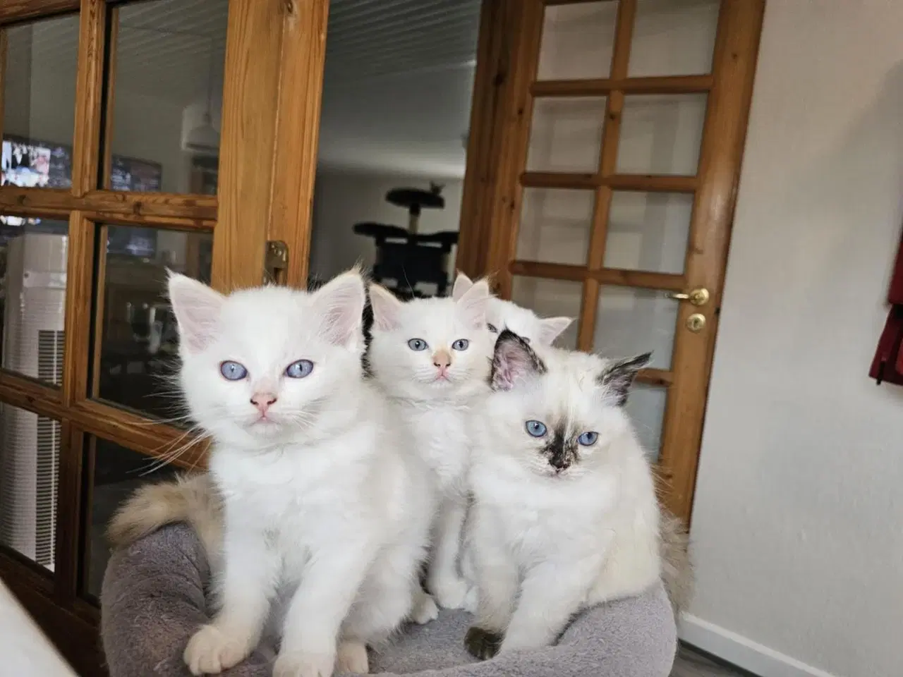 Billede 1 - Hellig birma/ragdoll blandinger 