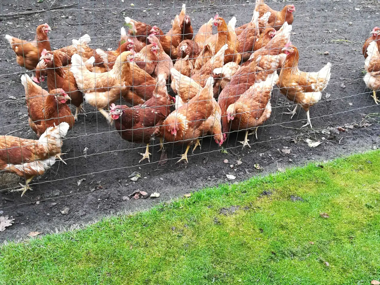 Billede 4 - Gode ægge lægger røde amerikaner