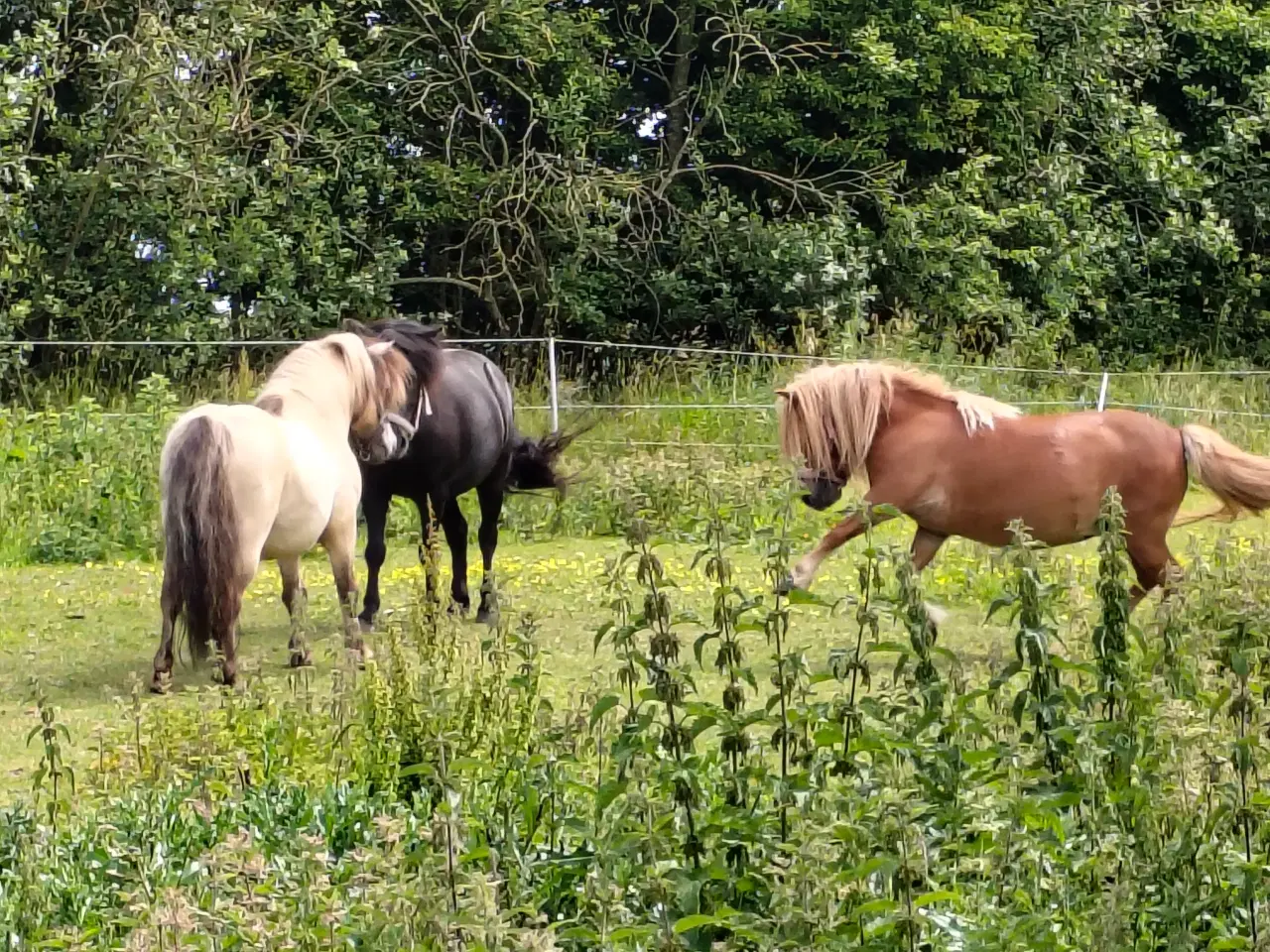 Billede 3 - Bedækning hos sjælden farve hingst