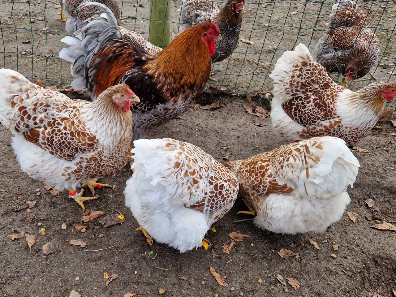 Billede 4 - Kønssorterede wyandot kyllinger 