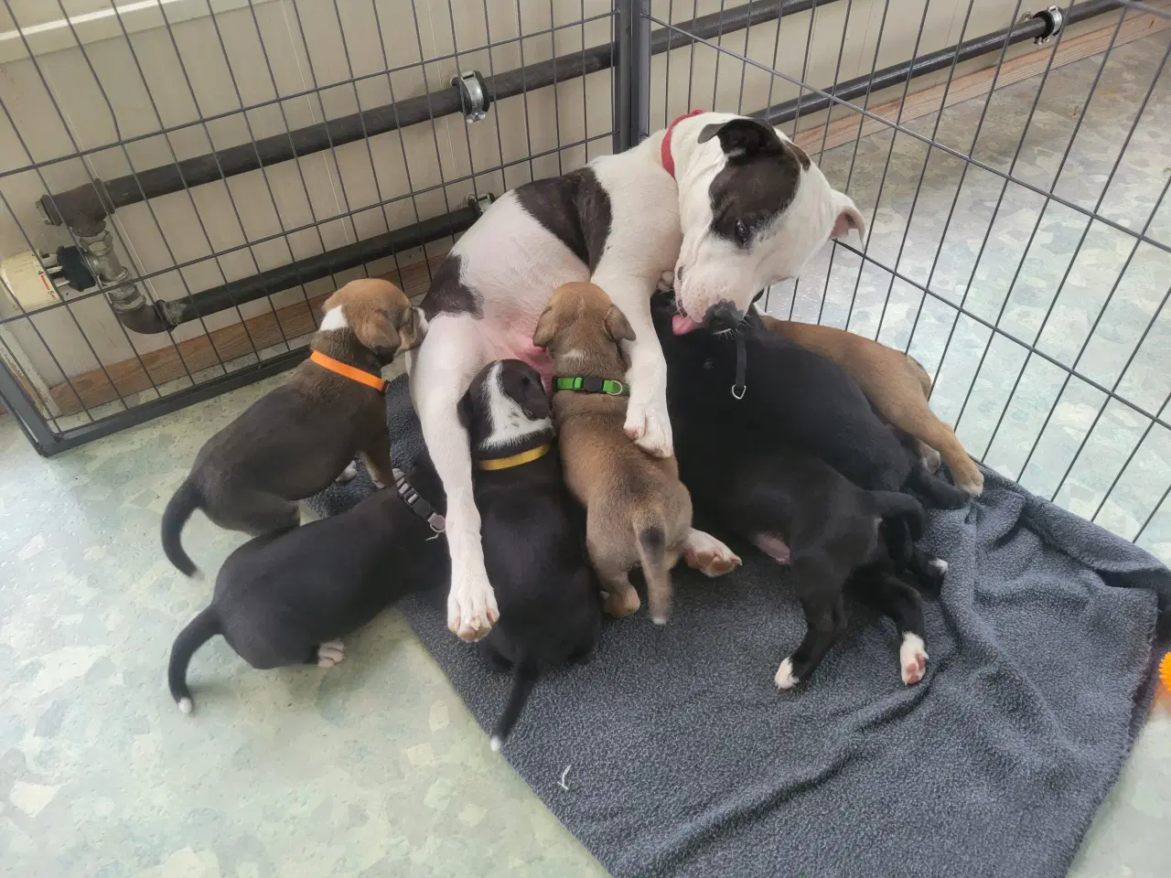 Billede 1 - Staffordshire Bull Terrier hvalpe
