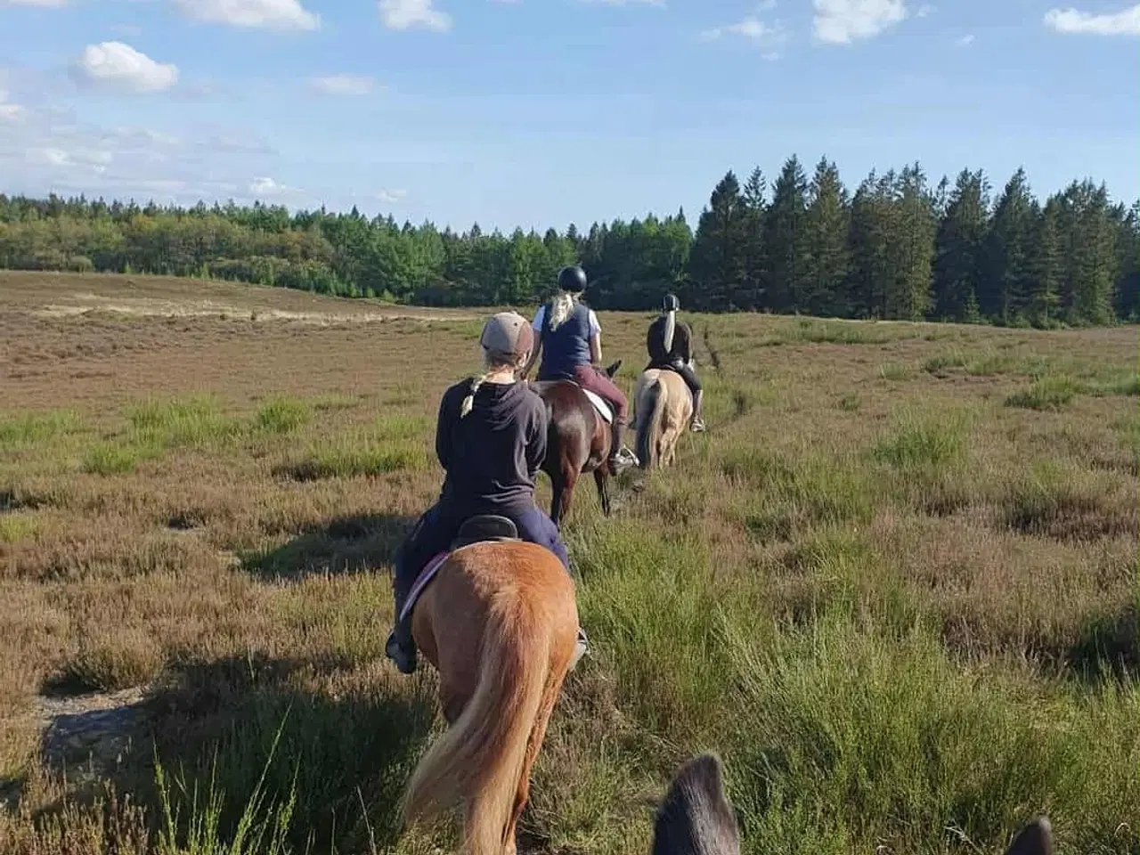 Billede 1 - Hygge/selskabshest søger kærligt hjem