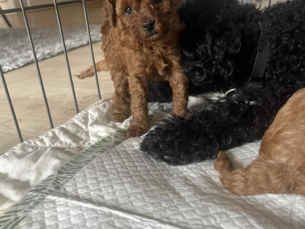 Billede 4 - Hund Cavapoo 