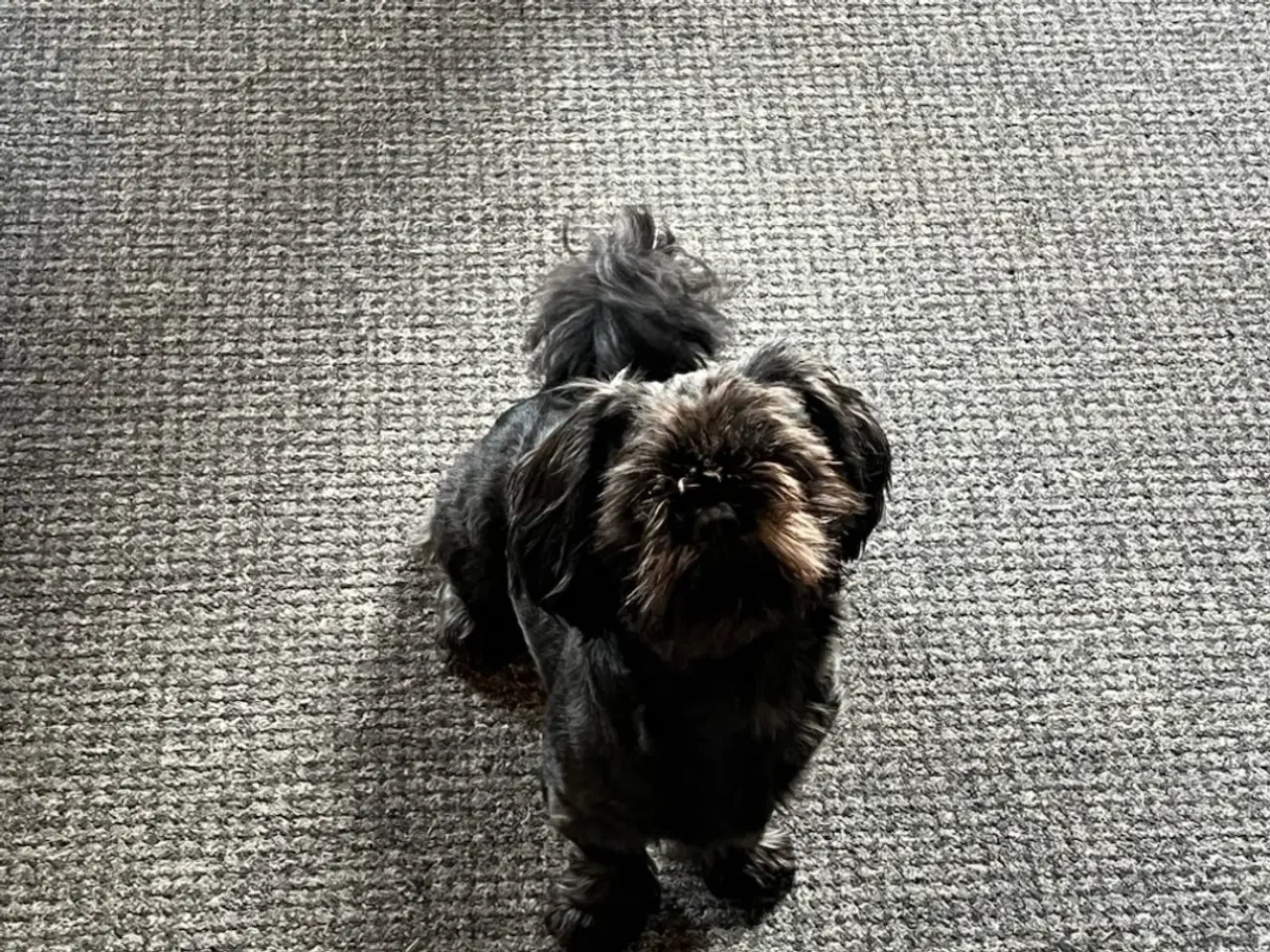 Billede 13 - Shih Tzu hvalpe