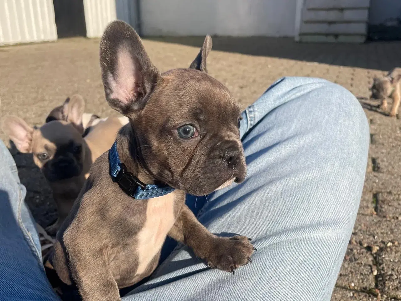 Billede 8 - Fransk Bulldogge Hvalpe